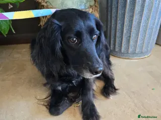 Cocker Spaniel dogs Gino ! - Advert 1