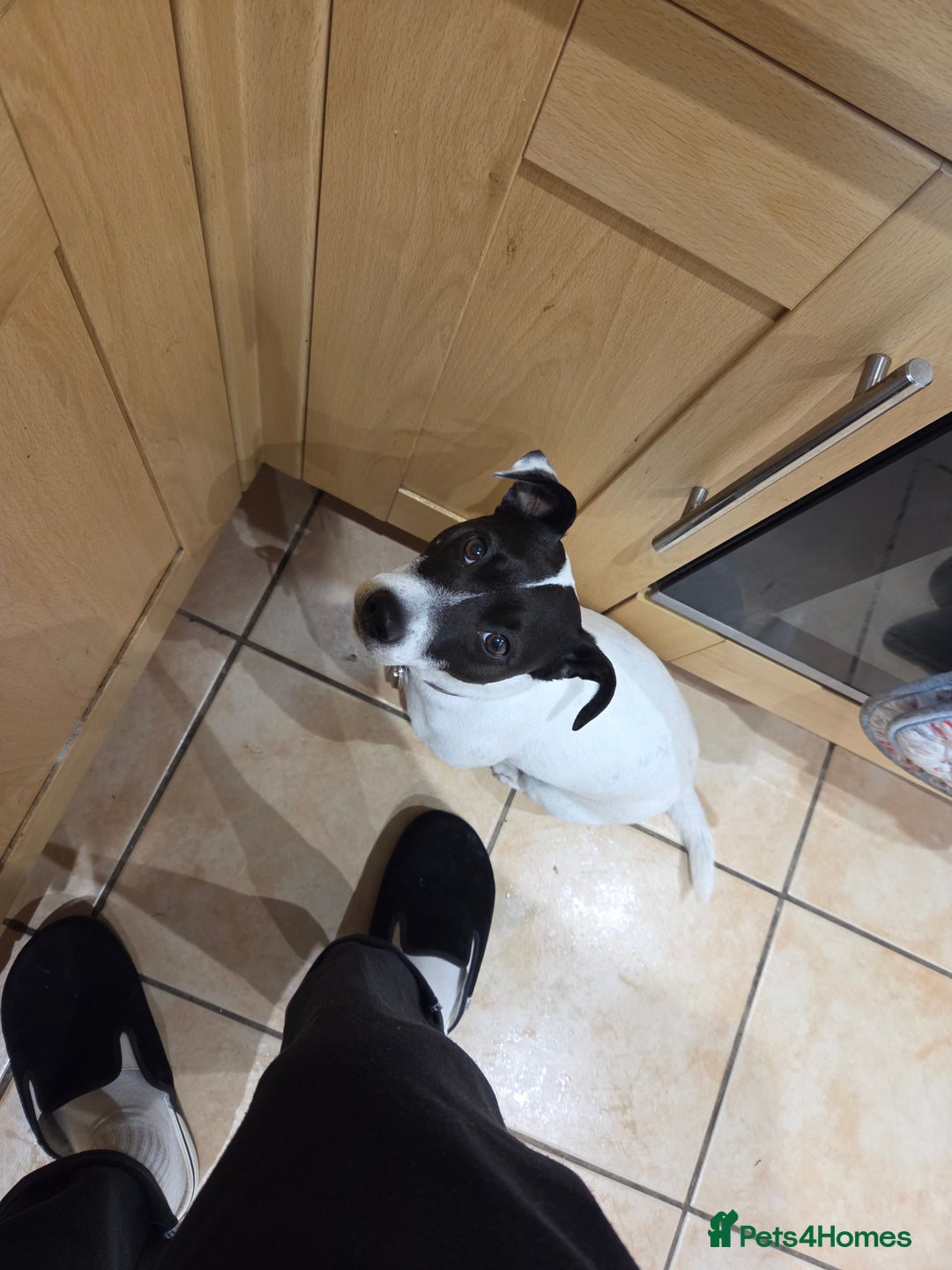 Jack Russell dogs for sale: Poppy - Advert 8