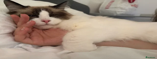 Milo