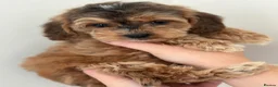 Cockapoo dogs for sale: Stunning sable cockerpoos  - Advert 36