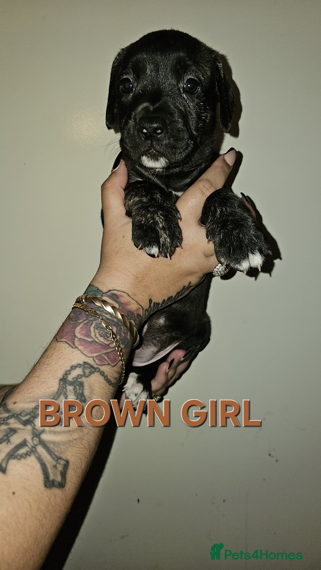 Bullmastiff dogs for sale: 11 Bullmastiff puppies for sale - Advert 9