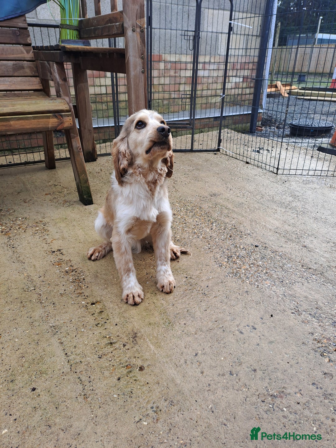 Cocker Spaniel dogs for stud: Kc Registered Cocker Spaniel Stud in March - Advert 4