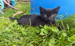 Mixed Breed cats for sale: 6 kittens for sale - Image 4