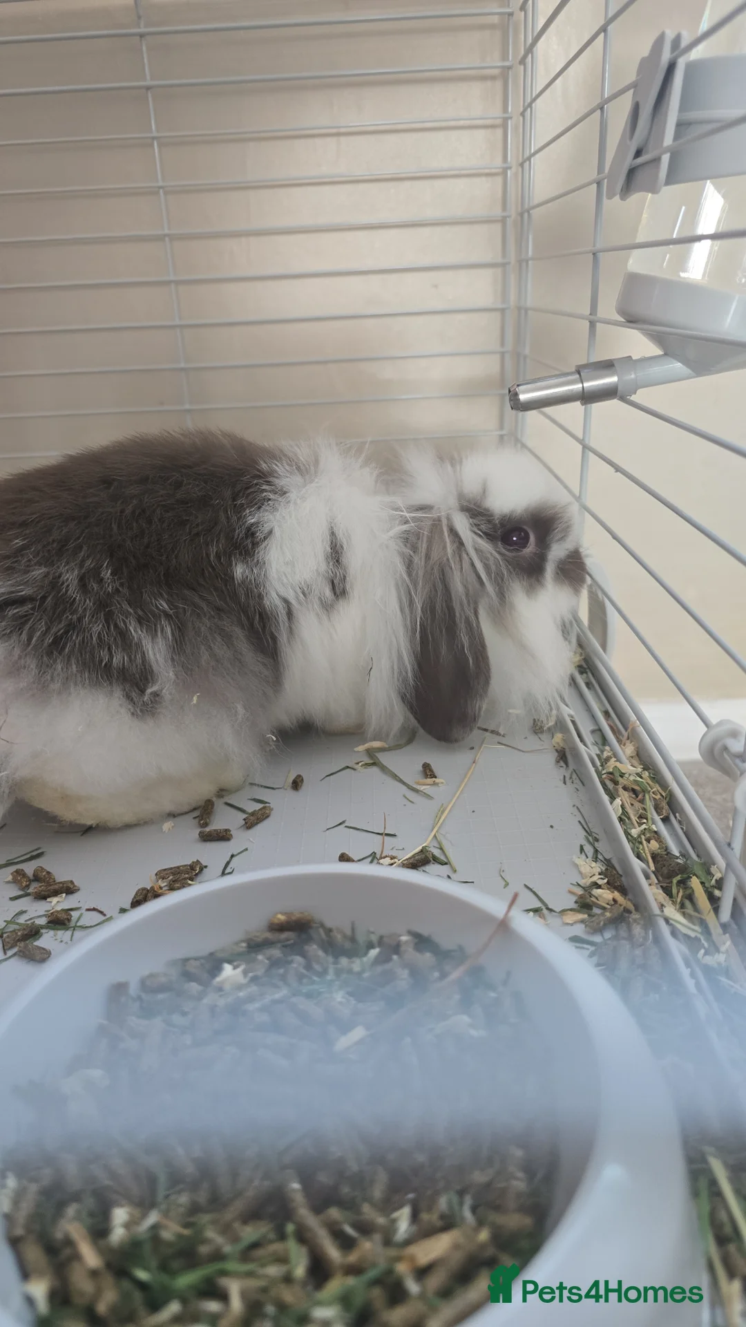 Mini Lion Lop rabbits for sale: Male House Rabbit - Advert 2