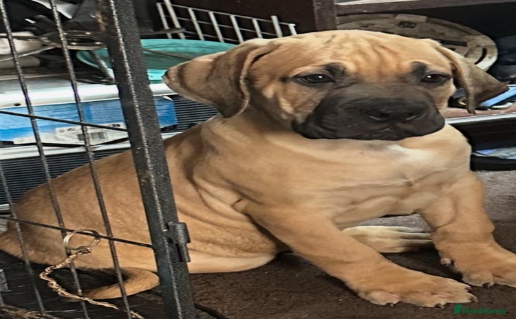Cane Corso dogs for sale - Advert 1