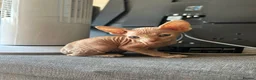 Sphynx cats for sale: 5 Canadian Sphynx kittens for sale - Advert 14