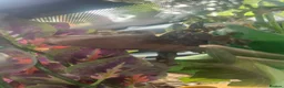 Gecko reptiles for sale: Harlequin Crested Gecko  in Huddersfield - Advert 2