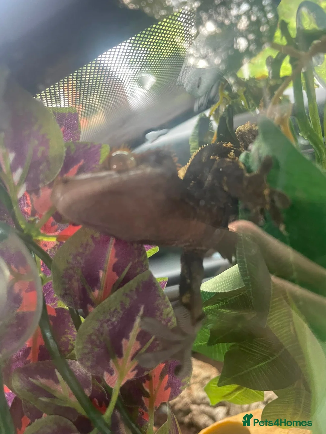 Gecko reptiles for sale: Harlequin Crested Gecko  in Huddersfield - Advert 2