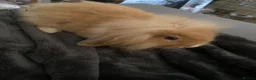 Mixed Breed rabbits for sale: Mini lop x lion head in Mansfield - Advert 3