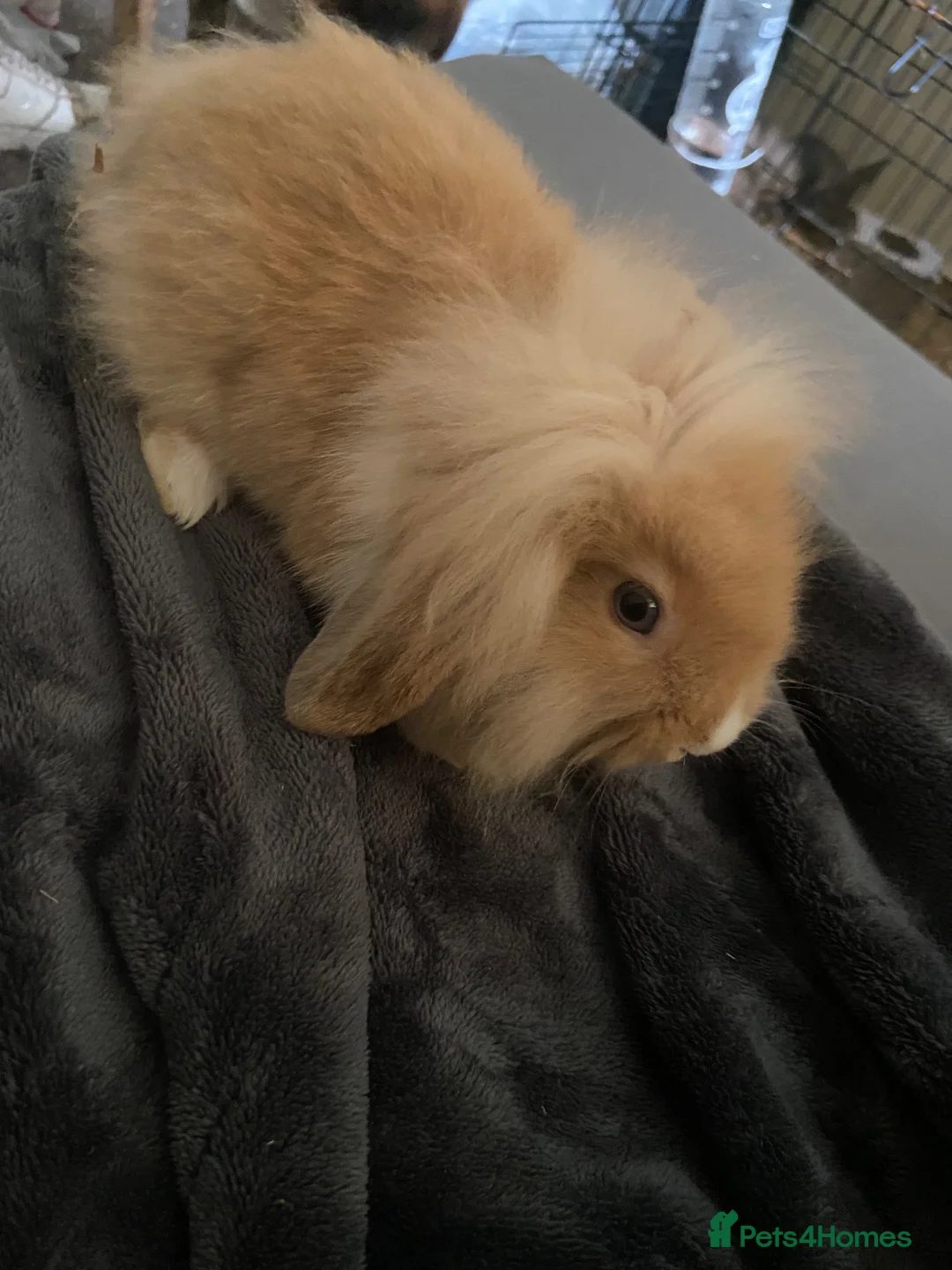 Mixed Breed rabbits for sale: Mini lop x lion head in Mansfield - Advert 3