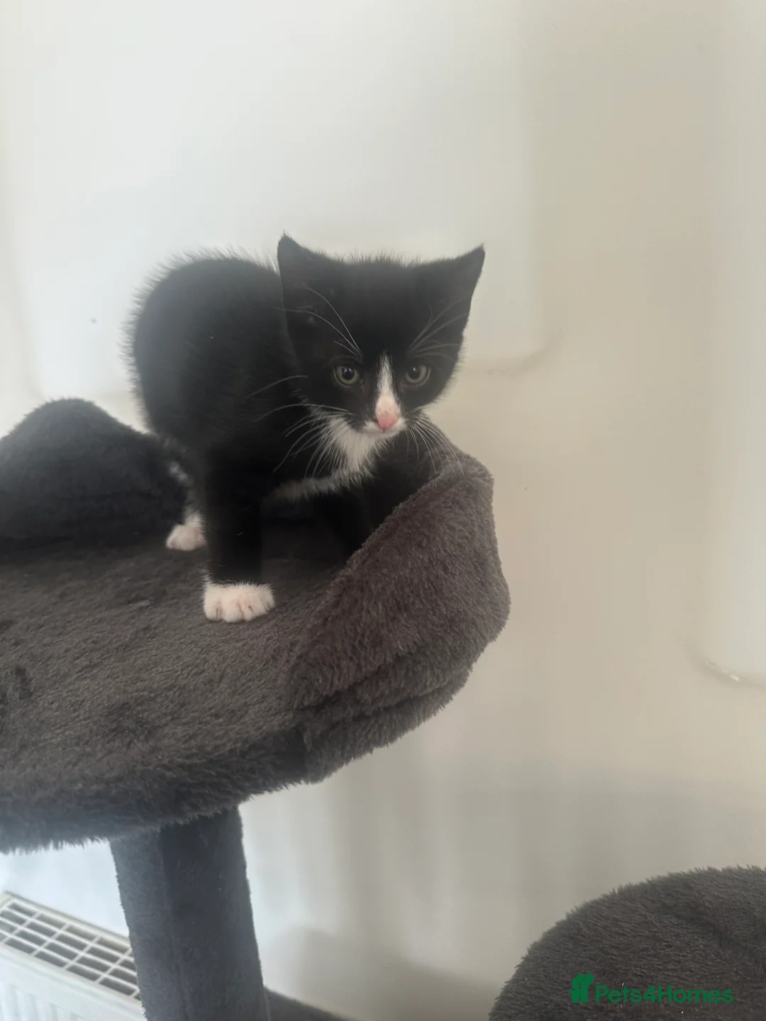 Mixed Breed cats for sale: Kittens  in Morecambe - Advert 2