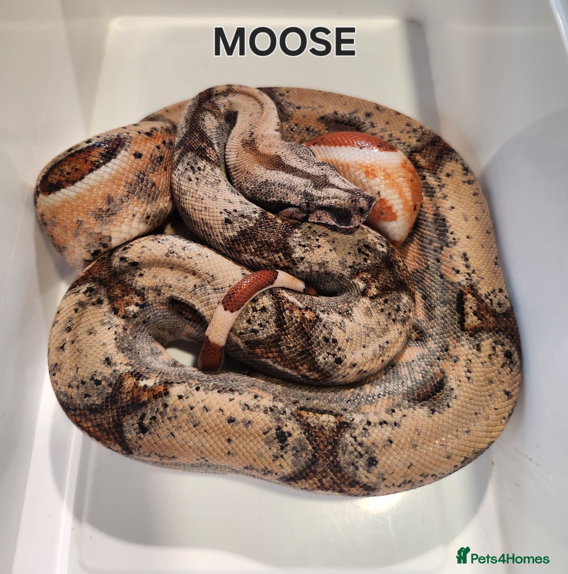 Boa Snake reptiles Hypo boa het leopard juvenile  - Advert 1