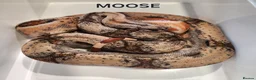 Boa Snake reptiles for sale: Hypo boa het leopard juvenile  - Advert 1