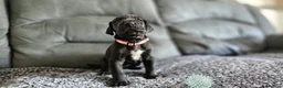 Great Dane dogs for sale: Exceptional Great Dane puppies 🐶  - Advert 11