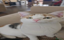 British Shorthair cats for sale: Beautiful stray kitty needs loving home asap!! - Image 4