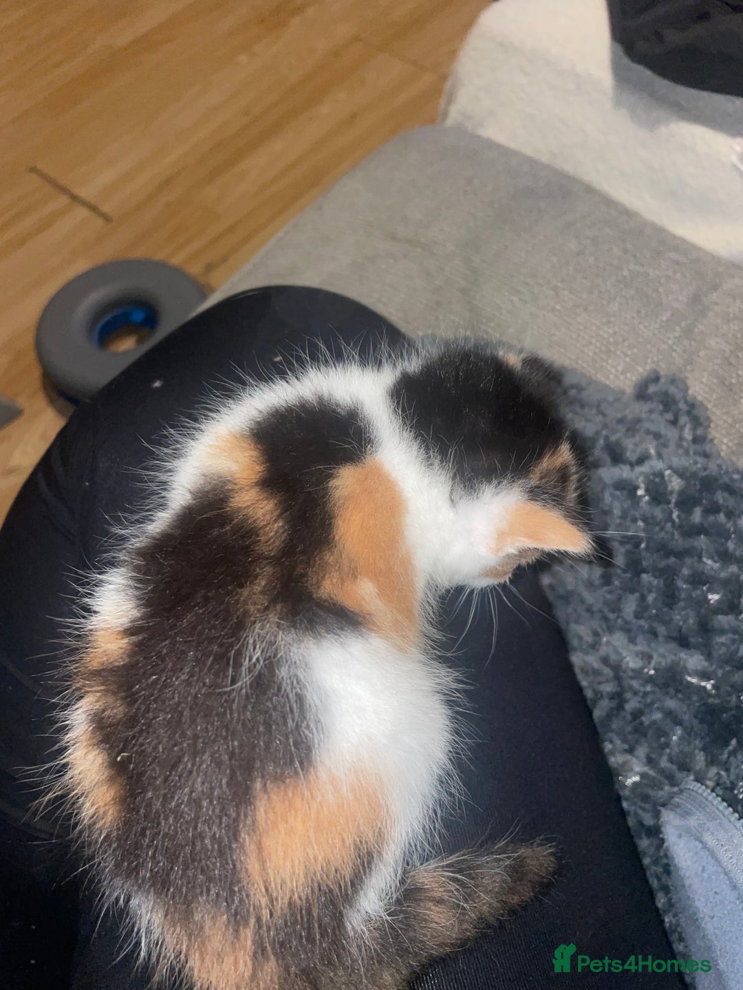 Mixed Breed cats for sale: 2 girl - Advert 6