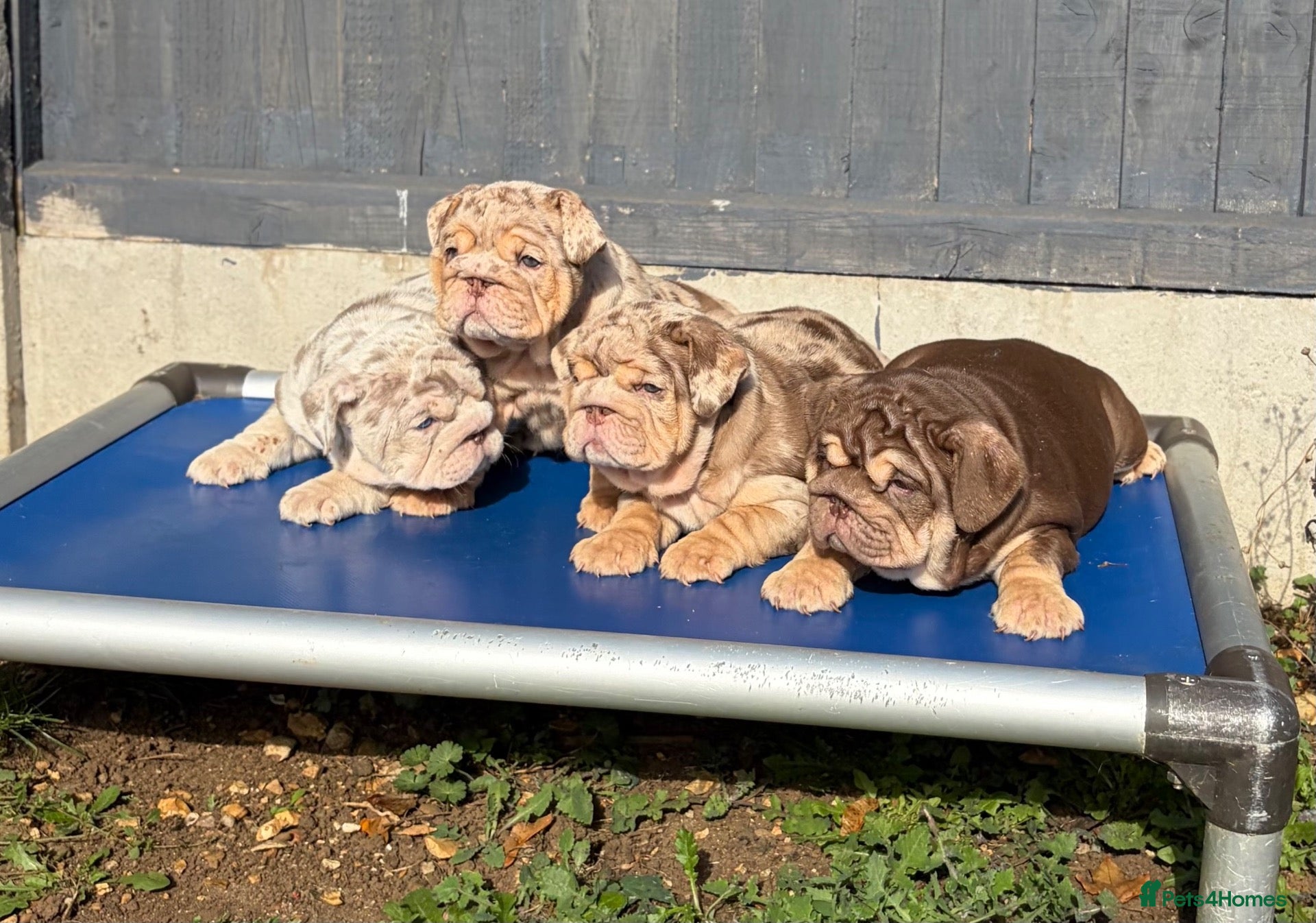 English Bulldog dogs *** TOP QUALITY ENGLISH BULLDOG PUPPIES *** - Advert 1