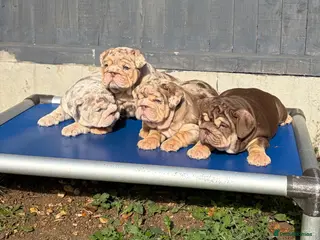 English Bulldog dogs *** TOP QUALITY ENGLISH BULLDOG PUPPIES *** - Advert 1