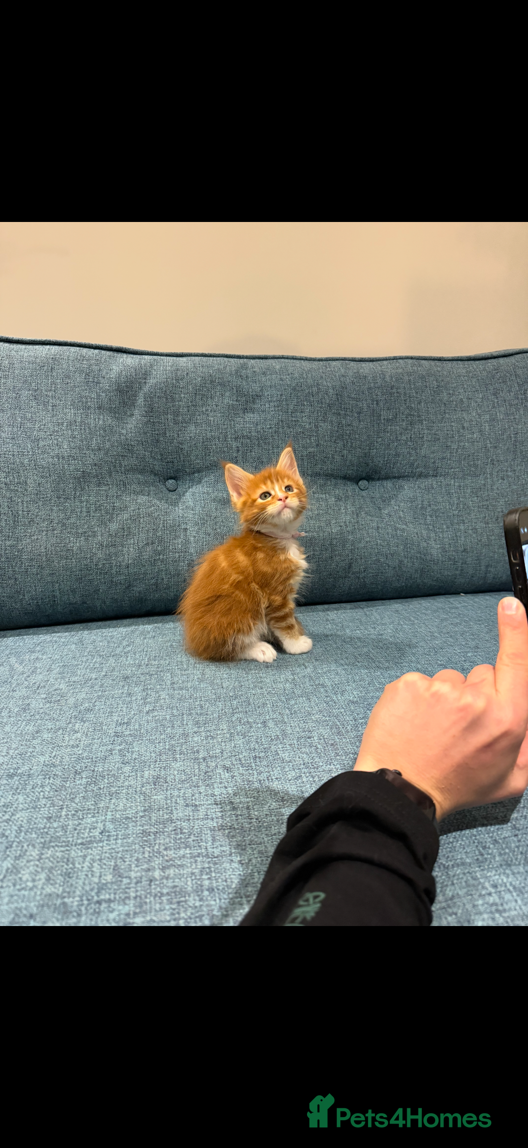 Maine Coon cats for sale: Maine Coon Kittens - Image 27