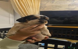 Sprocker dogs for sale: Cocker spaniel puppies  - Advert 4