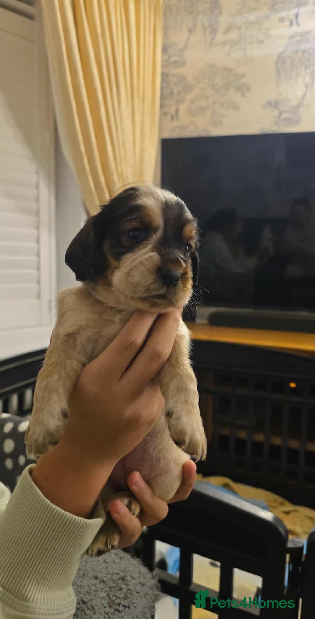 Sprocker dogs for sale: Cocker spaniel puppies  - Advert 4