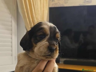 Sprocker dogs Cocker spaniel puppies - Advert 2