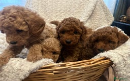 Toy Poodle dogs for sale: 🤎Toy poodles🤎 - Image 14
