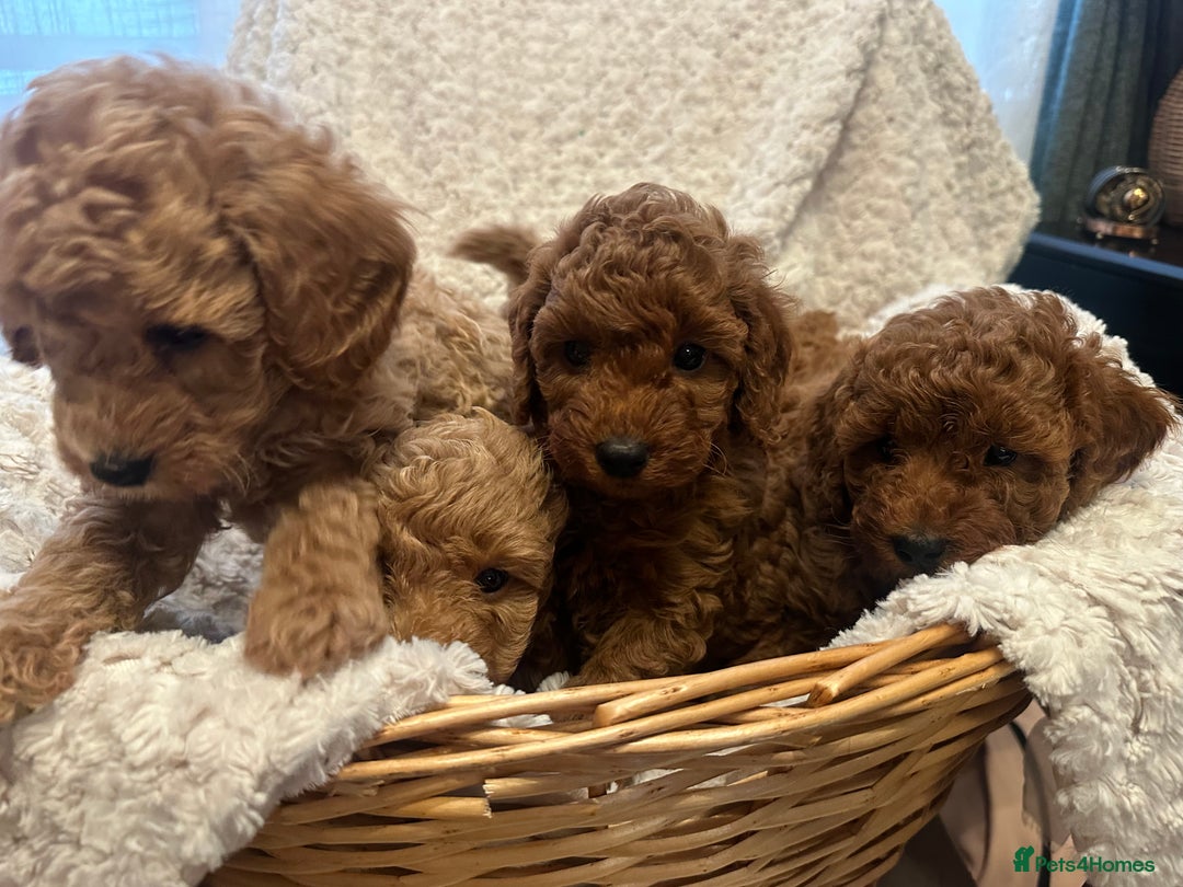Toy Poodle dogs for sale: 🤎Toy poodles🤎 - Image 14