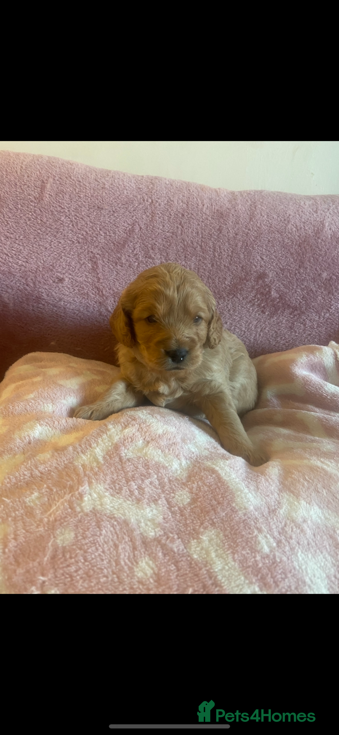 Cockapoo dogs for sale: Last cockapoo boy looking for his forever home ❤️ - Advert 16