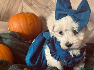 Mixed Breed dogs - Advert 1