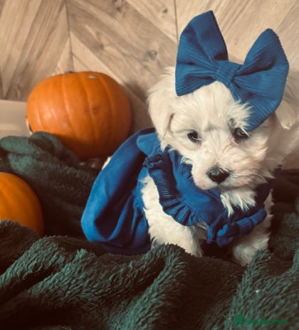 Mixed Breed dogs - Advert 1