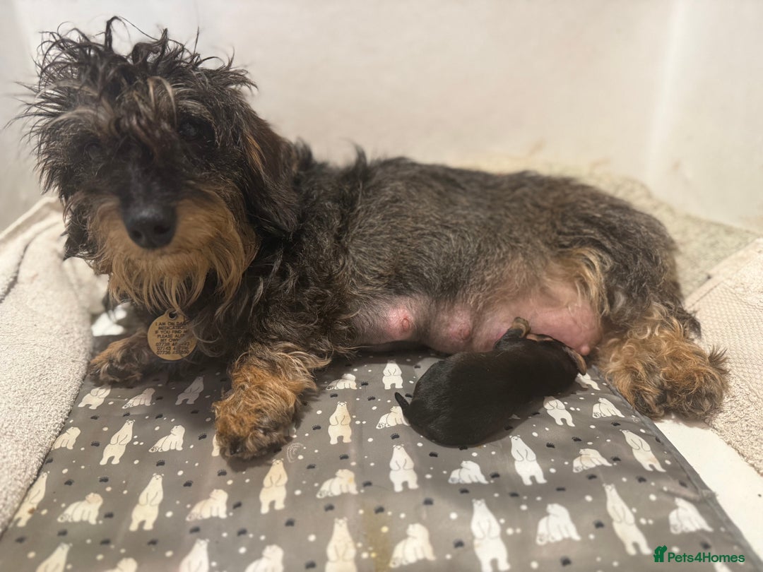 Miniature Dachshund dogs for sale: Miniature wirehaired Dachshund  - Image 11