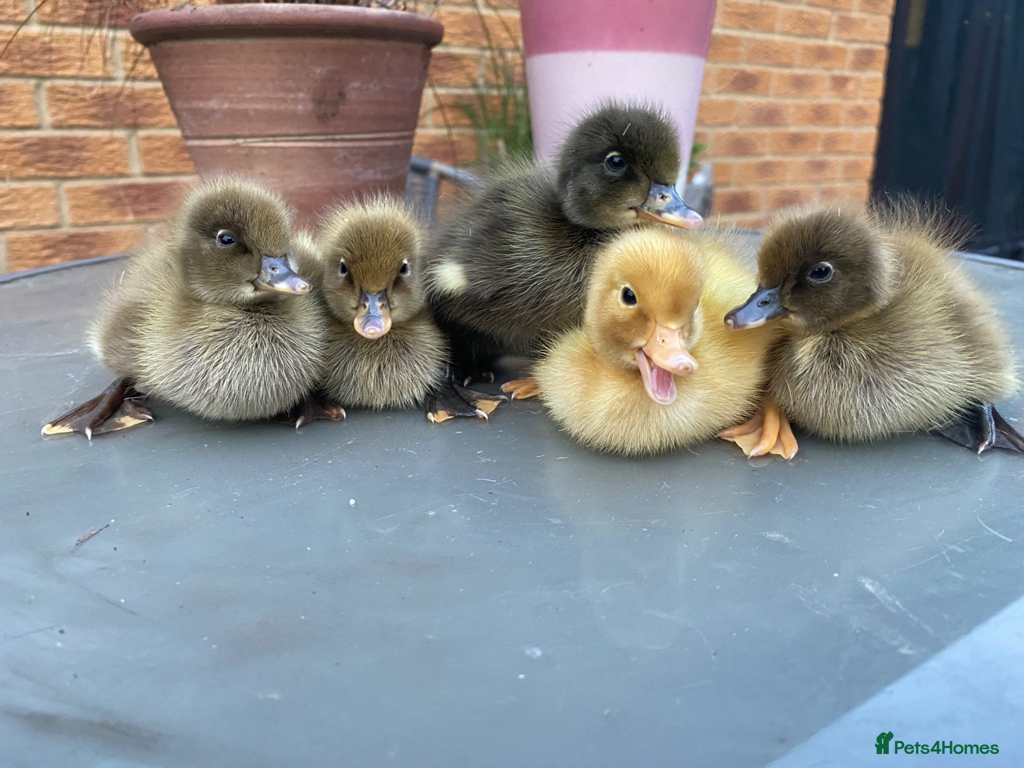 Ducks poultry Pure Indian Runner Ducklings + Fertile Eggs - Advert 14