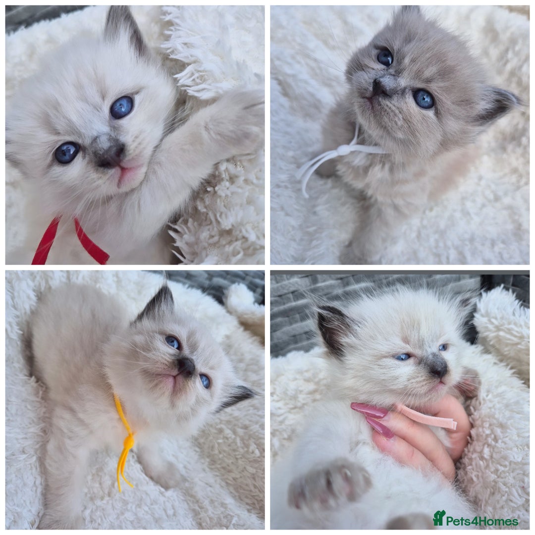 Ragdoll cats for stud: Ragdoll Seal Sepia Stud Genetically Tested 🐾 in London - Advert 20