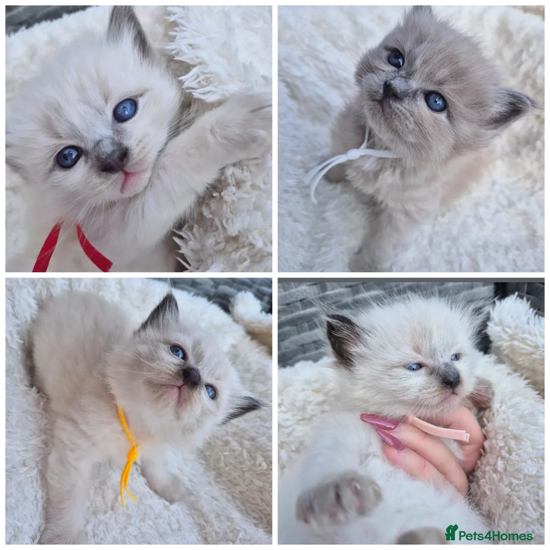 Ragdoll cats for stud: Ragdoll Seal Sepia Stud Genetically Tested 🐾 in London - Advert 22