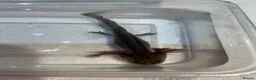 Axolotl reptiles for sale: Axolotl Jeuveniles  - Advert 16