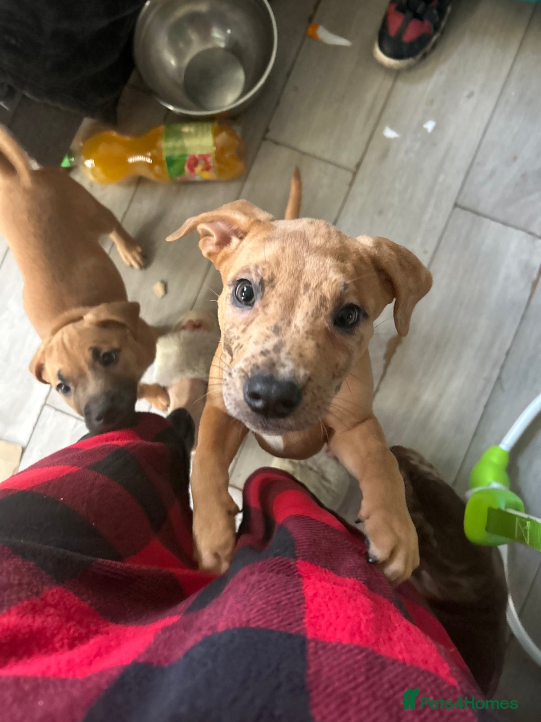 Mixed Breed dogs for sale: Mix boxer / staff  - Advert 6