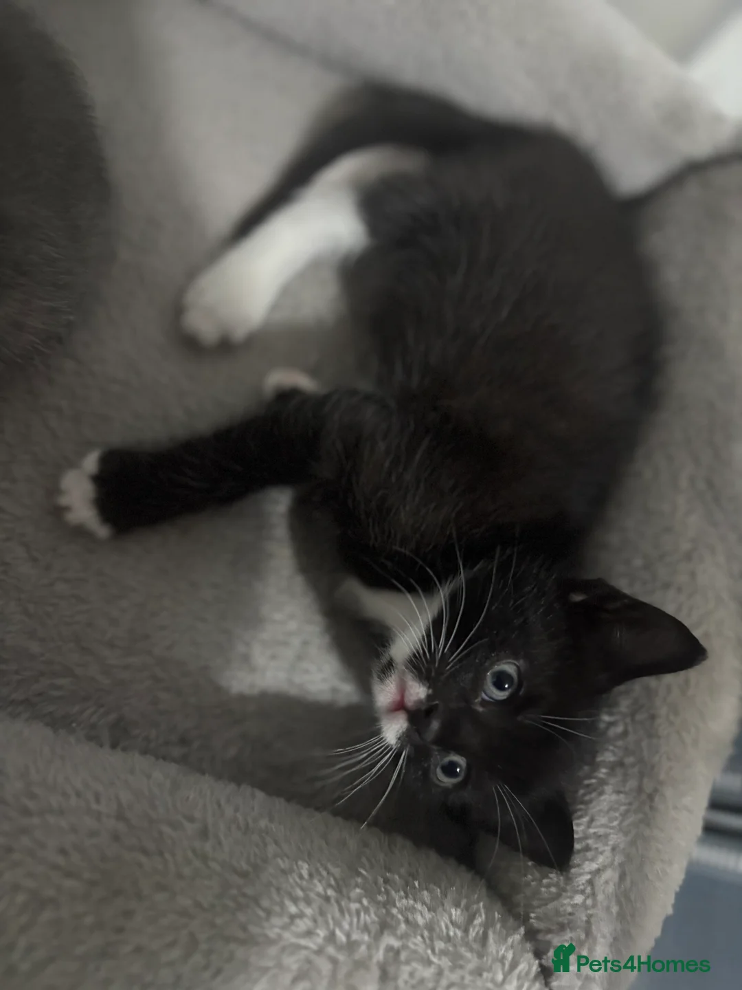 Bengal cats for sale: Bengal cross Kittens  - Advert 2