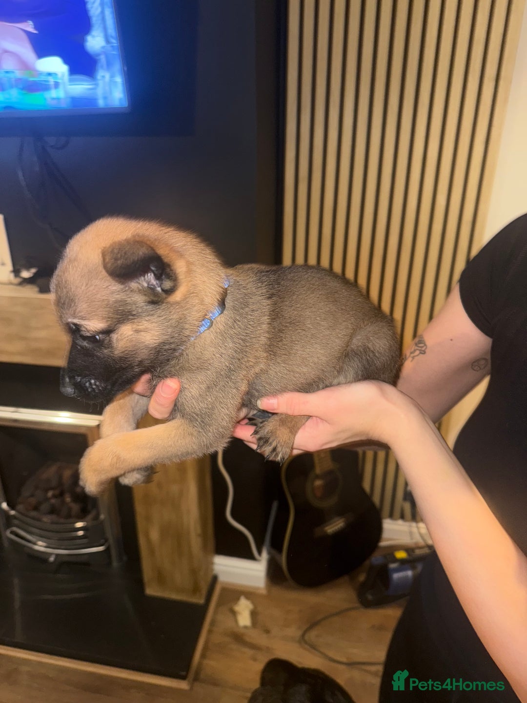 Belgian Shepherd Dog dogs for sale: Pure Belgian Malinois Puppies - Advert 12