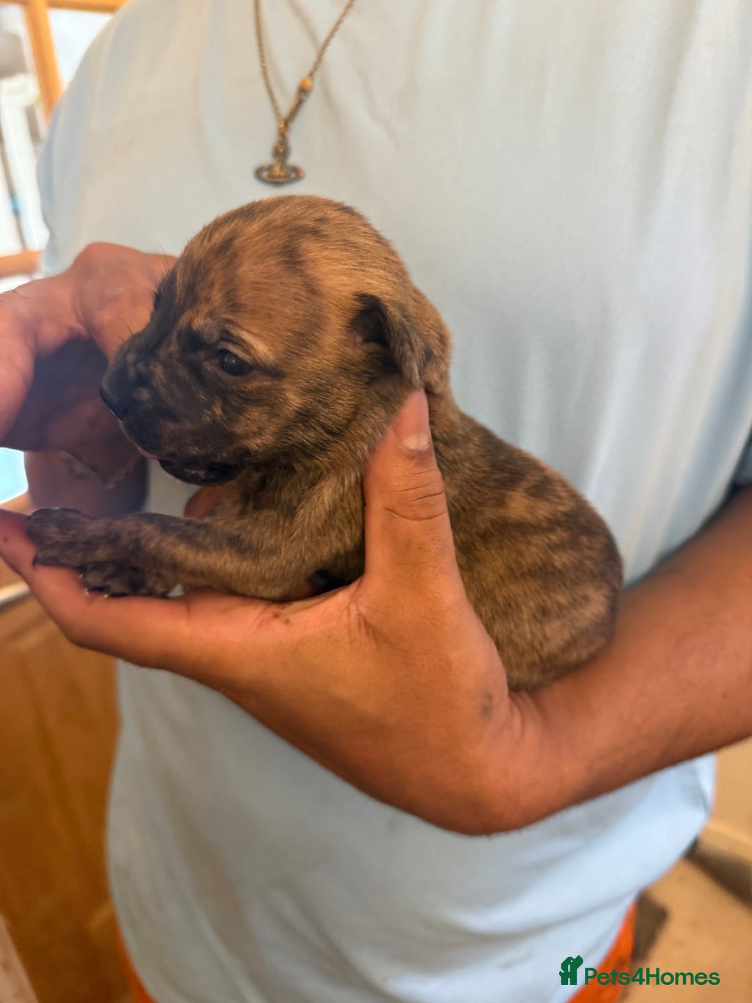 Mixed Breed dogs for sale: American bully cross - Image 1