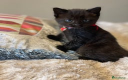 Mixed Breed cats for sale: Little kittens for sale - Image 2