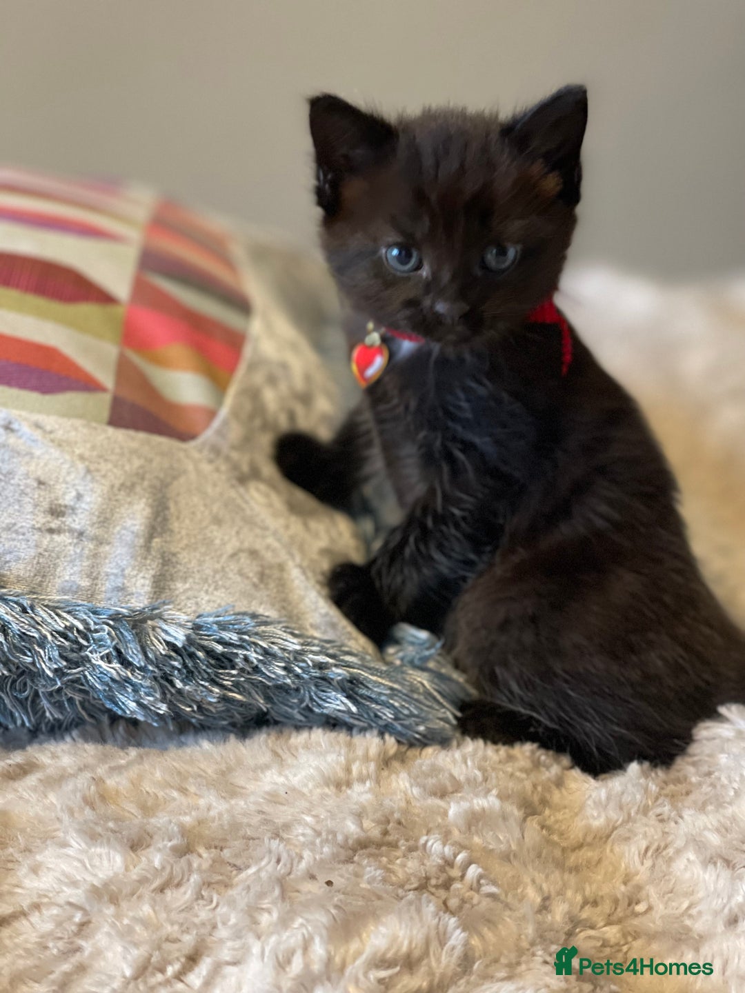 Mixed Breed cats for sale: Little kittens for sale - Image 2