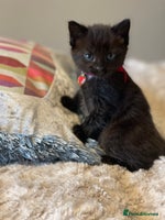 Mixed Breed cats - Advert 12