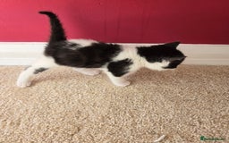 Mixed Breed cats for sale: Adorable Black & White Kittens - Image 3