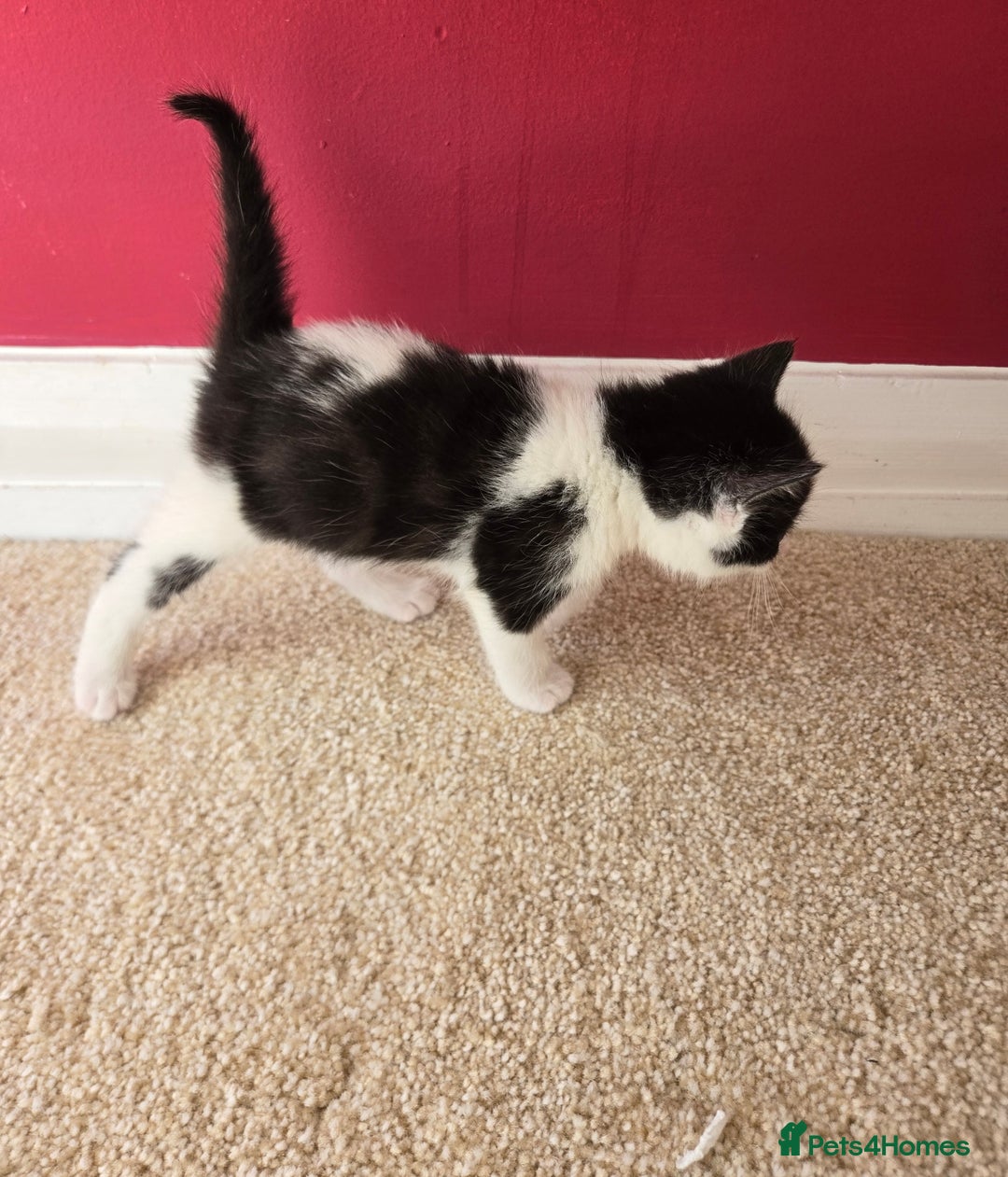 Mixed Breed cats for sale: Adorable Black & White Kittens - Image 3