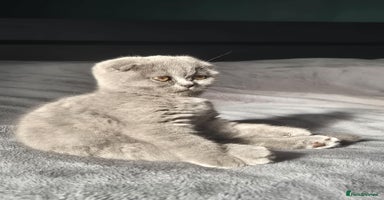British Shorthair cats - Advert 13