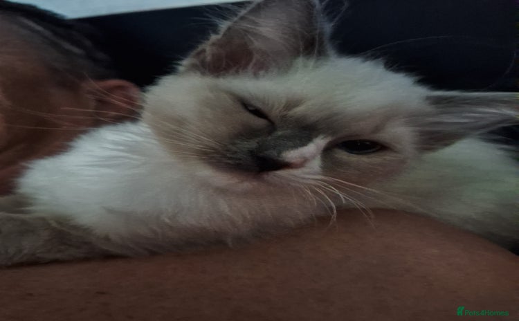 Ragdoll cats - Advert 3