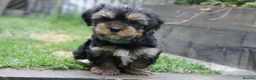 Yorkshire Terrier dogs for sale: Silver blue tan little girl left! - Advert 5