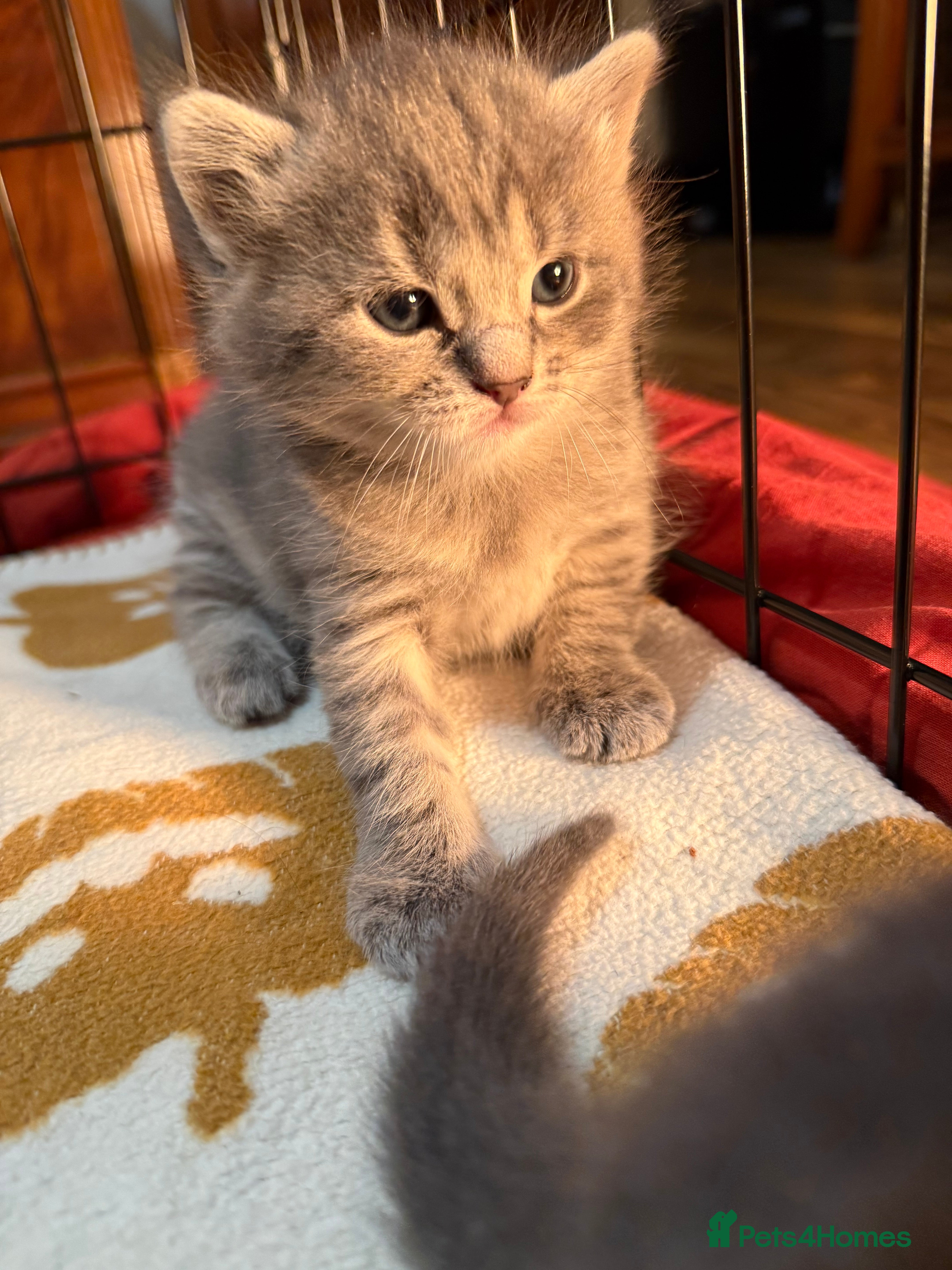 Mixed Breed cats Mixed grey tabby & British short hair male  - Advert 2