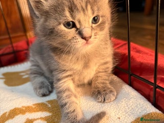 Mixed Breed cats Mixed grey tabby & British short hair male - Advert 2